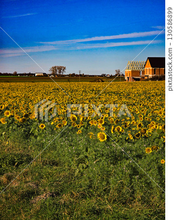 Sunflower Field Under Blue Sky, Summer Golden Landscape Sunflower Field Under Blue Sky, Summer Golden Landscape 130586899