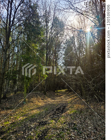Forest Path in Early Spring with Bare Trees and Blue Sky 130586906