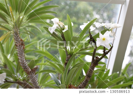 Pachypodium ramelei flowers 130586913