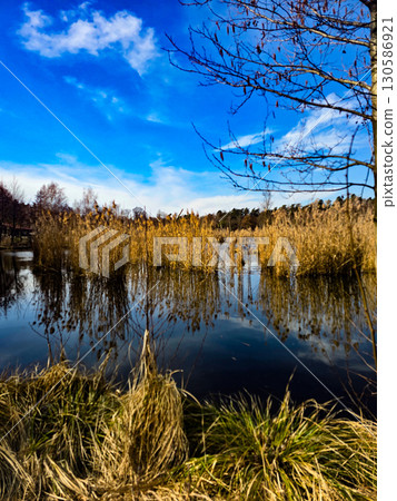 Tranquil Lake Landscape with Golden Reeds and Deep Blue Sky Tranquil Lake Landscape with Golden Reeds and Deep Blue Sky 130586921