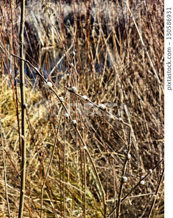 Textured Tree Bark with Moss in Park, Macro Nature Close Up 130586931