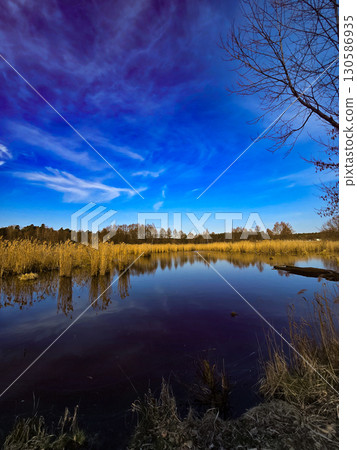 Tranquil Lake Landscape with Golden Reeds and Deep Blue Sky Tranquil Lake Landscape with Golden Reeds and Deep Blue Sky 130586935