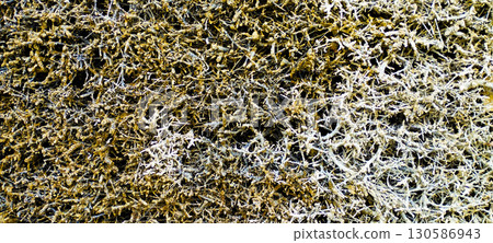 Textured Tree Bark with Moss in Park, Macro Nature Close Up 130586943