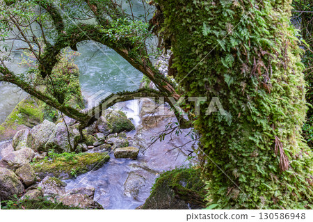 Mossy forest and valley, Shiratani Unsuikyo Gorge, Yakushima (Spring) Mossy forest and valley, Shiratani Unsuikyo Gorge, Yakushima (Spring) 130586948