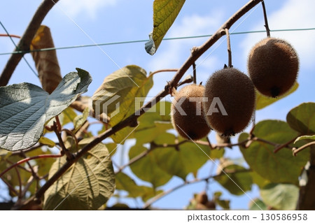 Kiwi tree 130586958