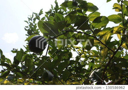 Lemon tree Lemon tree 130586962