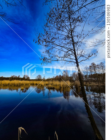 Tranquil Lake Landscape with Golden Reeds and Deep Blue Sky Tranquil Lake Landscape with Golden Reeds and Deep Blue Sky 130586983