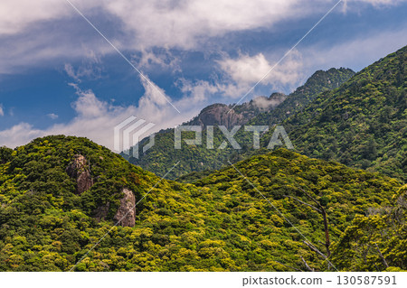 Fresh greenery and blue skies, steep mountains, Yakushima, a World Natural Heritage Site Fresh greenery and blue skies, steep mountains, Yakushima, a World Natural Heritage Site 130587591