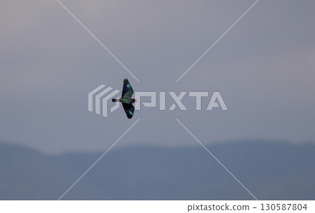Flying skunk Flying skunk 130587804