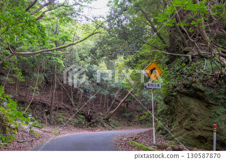 屋久島世界自然遺產的春景、綠色走廊和路標 130587870