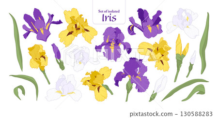 Iris flower set isolated on transparent background, Botanical illustration in vivid purple, yellow and white colors, hand-drawn style. Iris flower set isolated on transparent background, Botanical illustration in vivid purple, yellow and white colors, hand-drawn style. 130588283