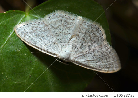 A stylish adult silverleaf moth with a subtle salt-and-pepper pattern on a white background and dotted black stripes on the wing margins (strobe macro photography) A stylish adult silverleaf moth with a subtle salt-and-pepper pattern on a white background and dotted black stripes on the wing margins (strobe macro photography) 130588753