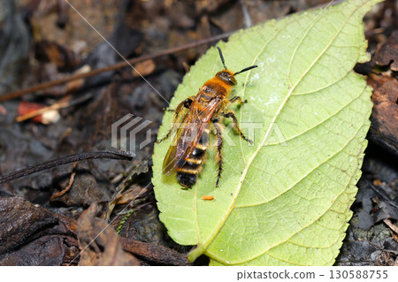 An adult golden-haired long-hornet, covered in beautiful golden hairs, resting on a young leaf (macrophotography in natural environment) An adult golden-haired long-hornet, covered in beautiful golden hairs, resting on a young leaf (macrophotography in natural environment) 130588755