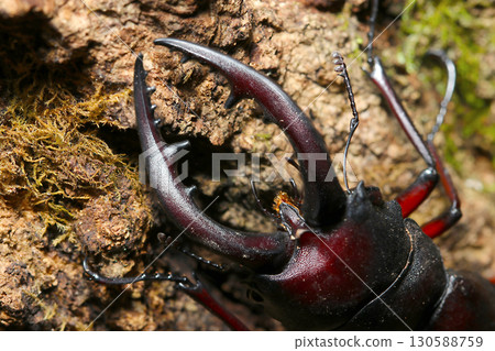 Close-up of the head of a male sawtooth stag beetle with its impressive mandibles against the backdrop of tree bark (macro photography of insects in their natural environment) 130588759