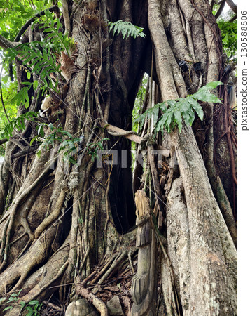 A majestic and impressive tree with intricate roots 130588806