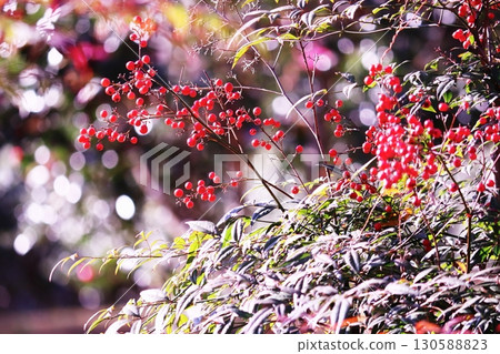 閃亮的背景和紅色的南天竹漿果 130588823