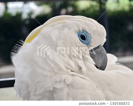 The majestic white cockatoo with its unique blue eye feature The majestic white cockatoo with its unique blue eye feature 130588831