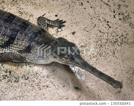 Rare underwater view of a crocodile on the riverbed 130588841