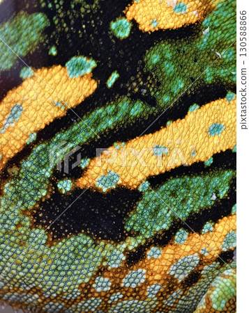 Close up of green chameleon skin highlighting nature's craftsmanship. Close up of green chameleon skin highlighting nature's craftsmanship. 130588866