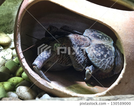 Large male hermit crab in blue shell close up 130589000
