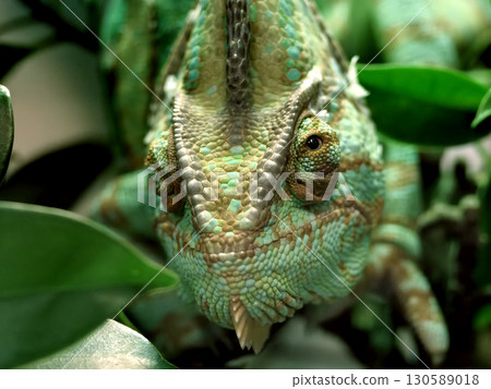 A colorful chameleon resting on a branch in its natural habitat A colorful chameleon resting on a branch in its natural habitat 130589018