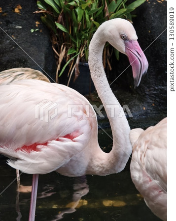 An elegant pink flamingo gracefully posing by the still waters edge 130589019