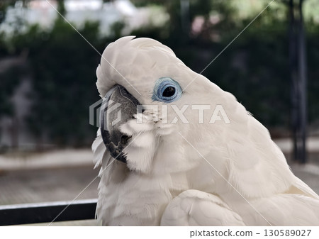 The majestic white cockatoo with its unique blue eye feature 130589027