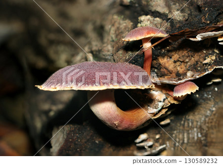 A flat-capped purple chanterelle mushroom seen from the side (outdoor field fungi and mushroom macro photography) A flat-capped purple chanterelle mushroom seen from the side (outdoor field fungi and mushroom macro photography) 130589232