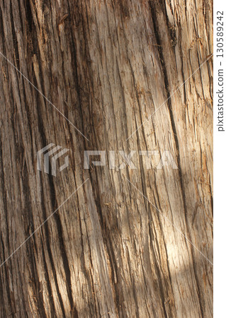 Close up of Tree Bark of Old Tree in Cemetery 130589242