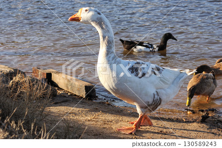 Ducks and Geese at Lake Tyler near Whitehouse TX 130589243