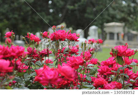 Roses At Historic Oakwood Cemetery in Tyler TX 130589352