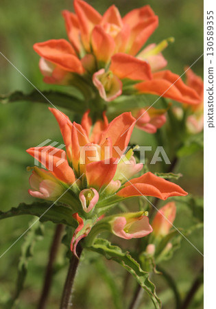 Texas Indian paintbrush Wildflowers Growing In Rural East Texas Texas Indian paintbrush Wildflowers Growing In Rural East Texas 130589355