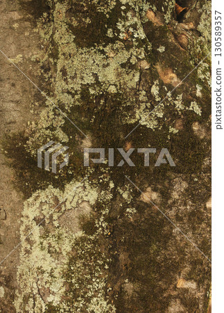 Old Magnolia Tree Trunk With Moss and Lichen 130589357