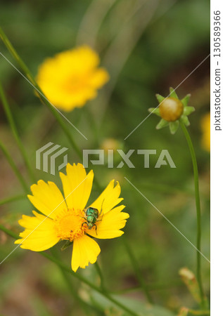 Yellow Wildflowers Growing in Rural Meadow. East TX Yellow Wildflowers Growing in Rural Meadow. East TX 130589366