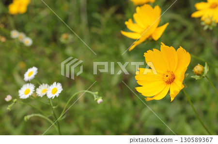 Yellow Wildflowers Growing in Rural Meadow. East TX 130589367