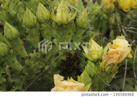 Cactus Growing on Grave in New Hope Cemetery Bullard TX 130589368