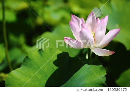 蓮花花園 130589375