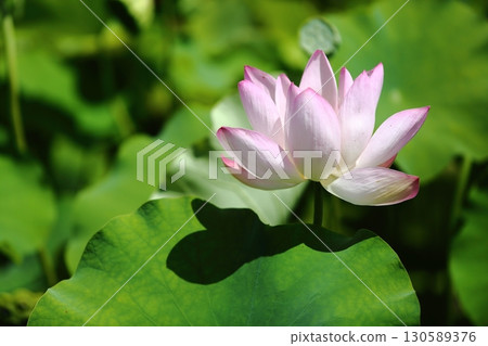 Lotus flower garden 130589376