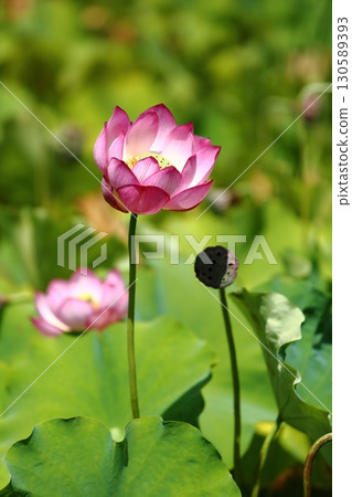 Lotus flower garden 130589393