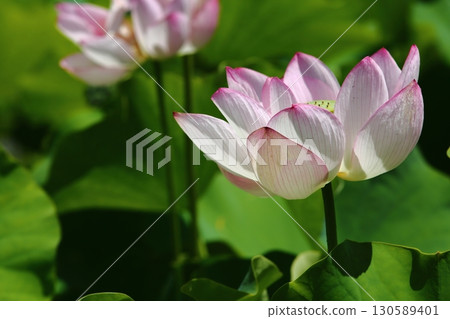 Lotus flower garden Lotus flower garden 130589401