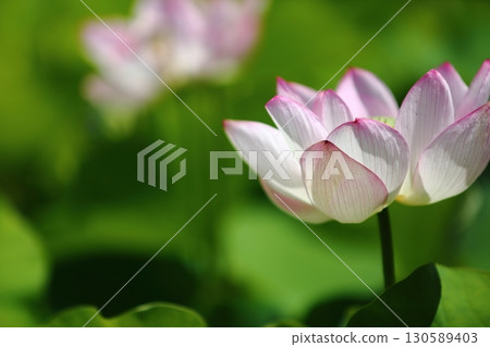 Lotus flower garden Lotus flower garden 130589403