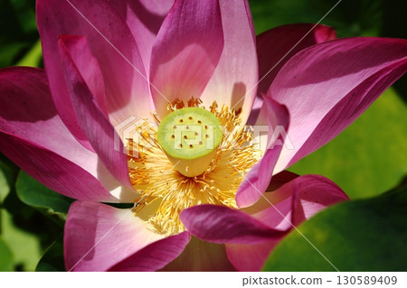 蓮花花園 蓮花花園 130589409