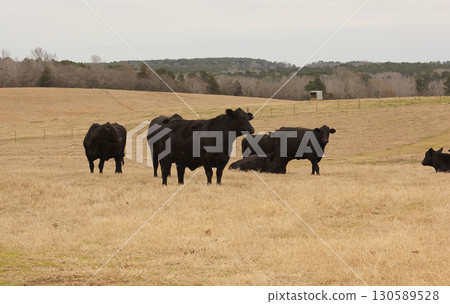 Black Cows Grazing in Pasture Rural East Texas Black Cows Grazing in Pasture Rural East Texas 130589528