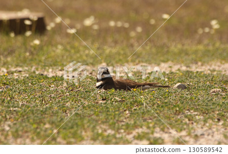 Killdeer Bird Sitting on Nest of Eggs on Ground Killdeer Bird Sitting on Nest of Eggs on Ground 130589542