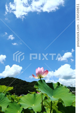 Lotus flower garden 130589651