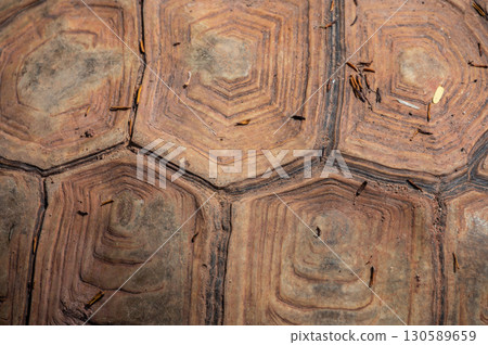 Full frame shot of Sulcata tortoise shell texture and background. Tortoise shell is primarily composed of keratin, a fibrous protein found in the scutes of the turtle's carapace. Full frame shot of Sulcata tortoise shell texture and background. Tortoise shell is primarily composed of keratin, a fibrous protein found in the scutes of the turtle's carapace. 130589659