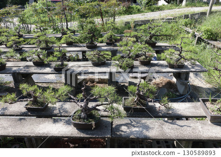 Hobby bonsai 130589893