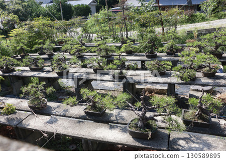 Hobby bonsai Hobby bonsai 130589895