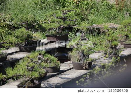Hobby bonsai 130589896