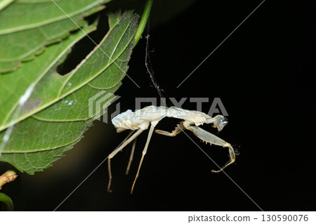 A praying mantis exoskeleton tangled in spider silk and hanging in the air between the trees (exoskeleton, outdoor field insect macro photography) 130590076